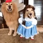 Memes - Halloween - 2025