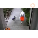 Memes - Halloween - 2025