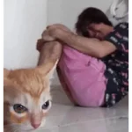 perros y gatos