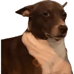 perros y gatos