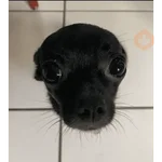 perros y gatos