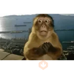 Mono - Macaco - reacciones