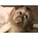 Mono - Macaco - reacciones