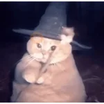 Memes - Halloween 🎃👻