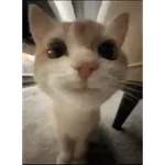 Historias Gatunas Gatos