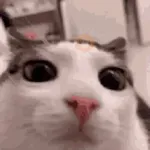 Historias Gatunas Gatos