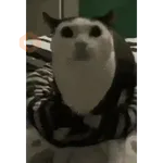 Historias Gatunas Gatos