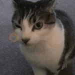 Gatos