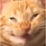 Gatos