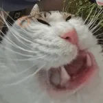 Gatos