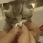 Gatos