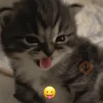 gatos 