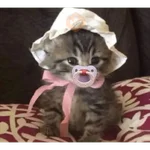 gatos 