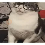 gatos 