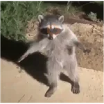 Gato Donato