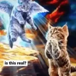 Gato Donato
