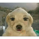 Puchaina