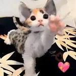 Gatos Moods 3😼❣️