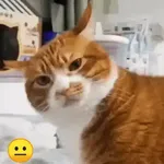 Gatos Moods 3😼❣️