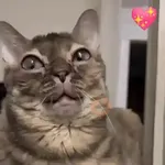 Gatos Moods 3😼❣️