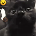 Gatos Moods 3😼❣️