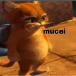 Gato de botas