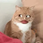 Gatos caras🐈Funny cats😺