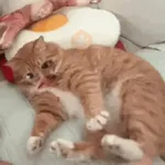 Gatos caras🐈Funny cats😺