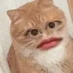 Gatos caras🐈Funny cats😺