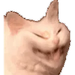 Gatos para el chat 🐱🤣