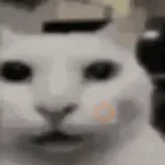 Gatos para el chat 🐱🤣