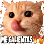 Gato goloso😋 