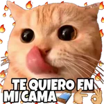 Gato goloso😋 