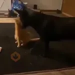 Cat gifs😼