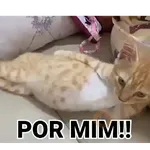 Cat gifs😼