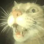 ✨💥ShiSpOST CaTS😹