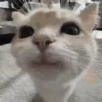 Animalitos TIKTOK 😹