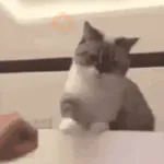 Animalitos TIKTOK 😹