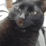 Animalitos TIKTOK 😹