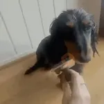 Animalitos TIKTOK 😹