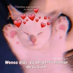 Michis UwU 💗😍🐈5