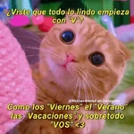 Michis UwU 💗😍🐈5