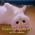 Michis UwU 💗😍🐈5