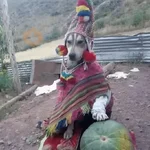 Reacciones Variadas 🗞️