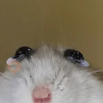 Rata triste Hámster Meme 🐹
