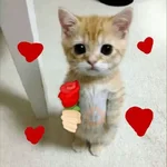 Amor