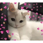 AMOR DE GATITOS 💖🩷