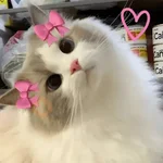 AMOR DE GATITOS 💖🩷