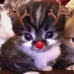 🎄🐱 Navidad Gatos 🐱 🎄