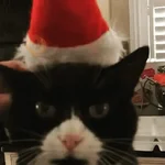 🎄🐱 Navidad Gatos 🐱 🎄